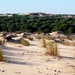 dunes donana national park day trip from seville