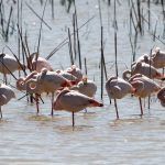 aves flamencos parque nacional de doñana excursión desde sevilla