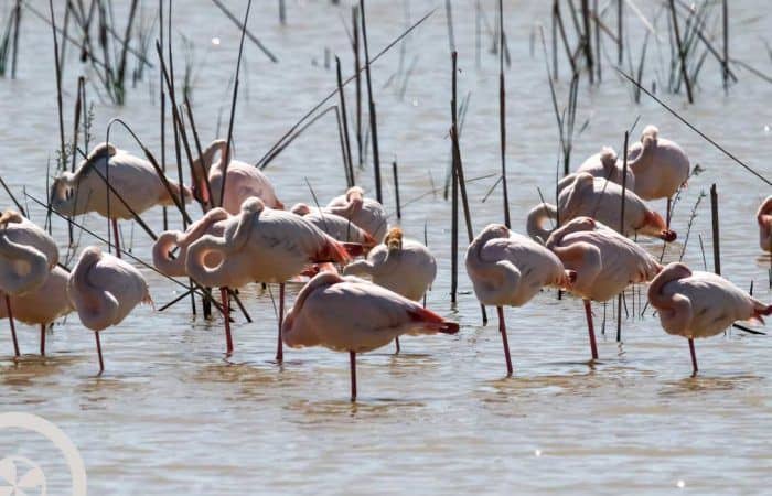 aves flamencos parque nacional de doñana excursión desde sevilla