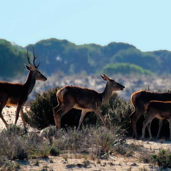 ciervos excursión a doñana desde sevilla
