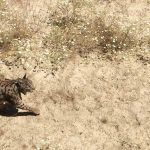 lince ibérico parque nacional de doñana excursión desde sevilla