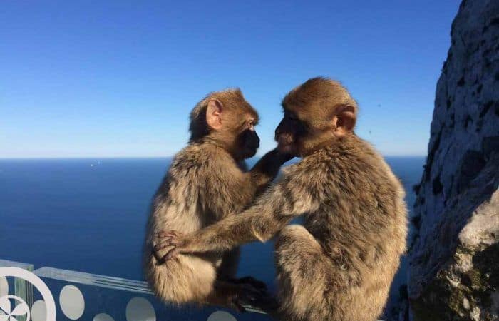monos gibraltar excursión a gibraltar desde sevilla
