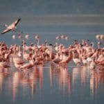 flamingos seville to donana national park 2 days trip