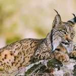 iberian lynx seville to donana national park 2 days trip